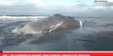 Bali, un capodoglio muore dopo essersi arenato in spiaggia