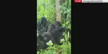 Congo, secondo parto gemellare raro di gorilla in tre mesi