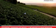Champagne, vendemmia gi&agrave; iniziata