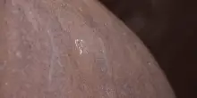 Museo Egizio Torino, restauro con laser di due sfingi monumentali