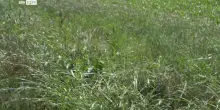 Lodi, donna accoltellata. Aggressore in fuga