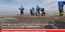 Argentina, sei pinguini tornano in mare dopo le cure