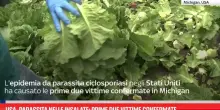 Usa, parassita nelle insalate: prime due vittime confermate