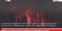 Portogallo, cani salvati da incendio a Pampilhosa da Serra