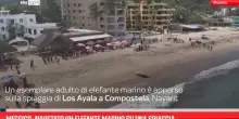 Messico, avvistato un elefante marino su una spiaggia