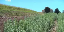 FLASH, viaggio nel Monferrato alla Distilleria Quaglia
