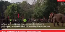 Nepal, campionato di calcio a dorso di elefanti