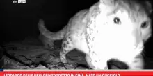 Leopardo delle nevi reintrodotto in Cina, nato un cucciolo