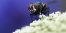 Allarme mosca assassina negli USA, cos'&egrave; e perch&eacute; &egrave; pericolosa
