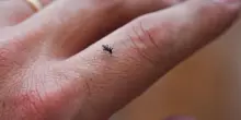 Dengue, primo caso dell'estate nel Padovano: scatta la disinfestazione