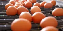 Uova Aia e Selex ritirate per rischio salmonella: i lotti coinvolti