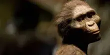 L'australopiteca Lucy aveva un 'cugino' come vicino di casa: lo studio