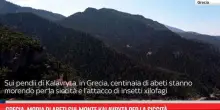 Grecia, moria di abeti sul monte Kalavryta per la siccità