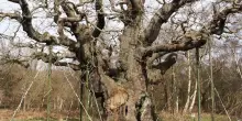 La millenaria quercia di Sherwood &egrave; considerata 'morta' dagli esperti