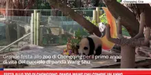 Festa allo Zoo di Chongqing, panda Wang Shu compie un anno