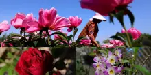 Fiori e piante per la Festa della Mamma: guida ai significati