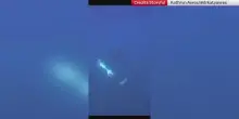 Messico, un'orca fa esplodere un pesce luna