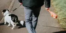 Livorno, multe fino a 500 euro per chi non lava pip&igrave; cani in strada