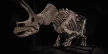 Triceratopo di 66 milioni di anni venduto all&rsquo;asta per 5,55 milioni