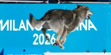 Olimpiadi invernali, cane lupo corre sulla pista di sci di fondo. FOTO