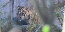 Tila, la tigre del Bioparco di Roma morta a 15 anni per un tumore