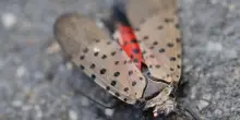Trovata in Ungheria la lanterna maculata, insetto invasivo asiatico