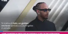 Hamilton, regalato un cucciolo ai figli di Kim Kardashian