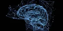 La voce pu&ograve; rivelare l'et&agrave; biologica del cervello. Lo studio