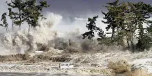 Giappone, lo tsunami del 2011 ha influenzato l'evoluzione dei pesci
