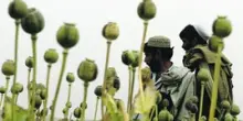 Dentro la missione segreta della Cia per sabotare la coltivazione di oppio in Afghanistan