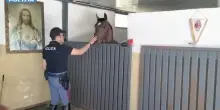 Cavallo in spazi non idonei, a Catania sanzionato gestore stalla