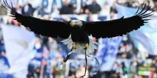 Lazio, la maledizione del falconiere colpisce ancora