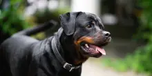 Il rottweiler della nonna azzanna i due nipotini di 8 e 10 anni