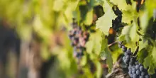 Dall'Ue 15 milioni al Sudafrica per la crescita dell'industria vinicola