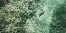 Tre tartarughe rilasciate in mare, erano state salvate dai Carabinieri