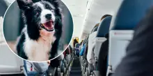 Rivoluzione in aereo, cani (anche grandi) accanto al padrone