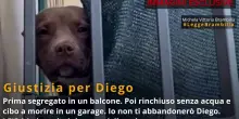 La tragica fine del pitbull Diego, c'è un video inedito. Brambilla: ora giustizia