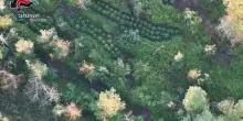 Scoperta maxi piantagione di marijuana nell'Aspromonte reggino