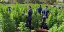 Maxi piantagione di marijuana scoperta nel Sassarese dalla Guardia di Finanza