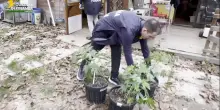 Coltivavano marijuana in casa e in giardino, due arresti nel Perugino