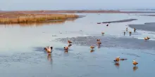 Cina, parco naturale nel Ningxia diventa un paradiso per gli uccelli migratori