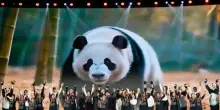 Cina: popolazione di panda giganti in cattività quasi raddoppiata in un decennio