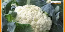 Sorsi di Benessere - Un pesto di cavolfiore salutare e pratico
