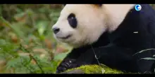 Cina, il parco nazionale del Panda Gigante santuario della biodiversità