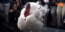 Il tacchino Waddle tra i cronisti alla Casa Bianca in posa per le foto prima della grazia di Trump