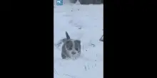 Cina, cucciolo di cane da pastore sfida la neve per radunare le pecore