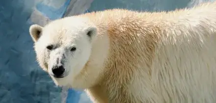 Orsi polari, il DNA si adatta al cambiamento climatico