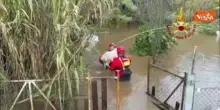Maltempo nel Cagliaritano, il salvataggio di nove cani dall'esondazione del Rio Piscinas