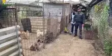 Scoperto allevamento abusivo di cani nel napoletano, una denuncia