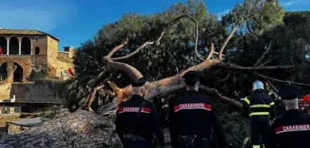 Albero crolla ai Fori Imperiali, tre feriti. &Egrave; il terzo in un mese